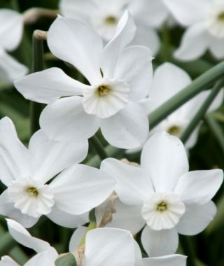 Narcissus Xit