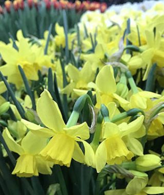 Narcissus Yellow Sailboat