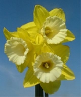 Narcissus Greengarden