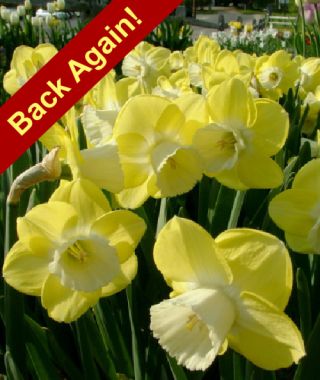 Large Cupped Narcissus Avalon