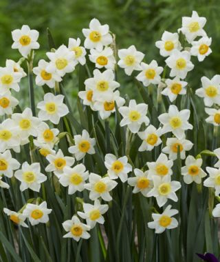 Tazetta Narcissus Crevette