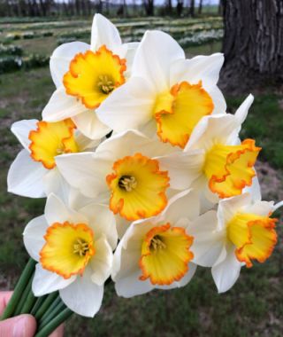 Large Cupped Narcissus Hawaiian Skies