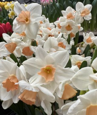 Tazetta Narcissus Kapiti Peach