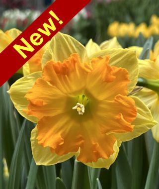 Split Cup Narcissus Outright Orange