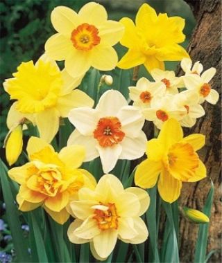 The Narcissus Southland Grand Mixture
