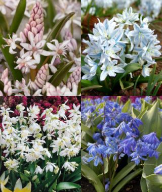 The Woodland Squill Mixture 