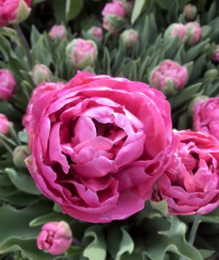 Peony Flowering Tulip Amazing Grace