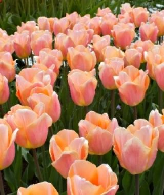 Tulip Apricot Beauty