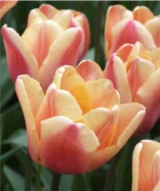 Tulip Apricot Foxx