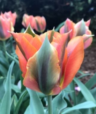 Tulip Artist
