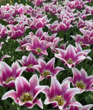 Lily Flowering Tulip Ballade