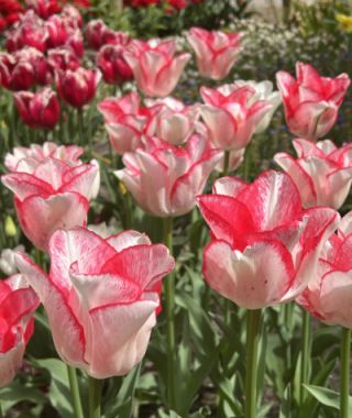 Tulip Beautytrend 
