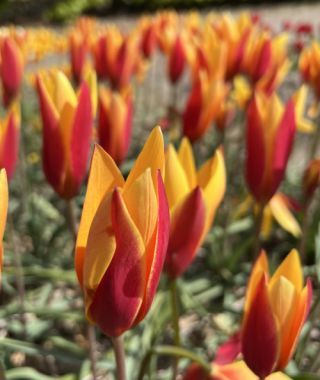 Tulipa clusiana var. chrysanthus Tubergen's Gem