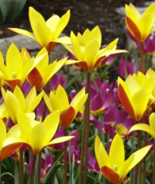 Tulipa clusiana var. chrysantha Tubergen's Gem