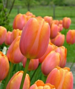 Tulip Dordogne