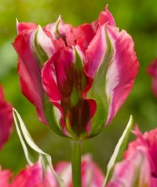 Tulip Esperanto