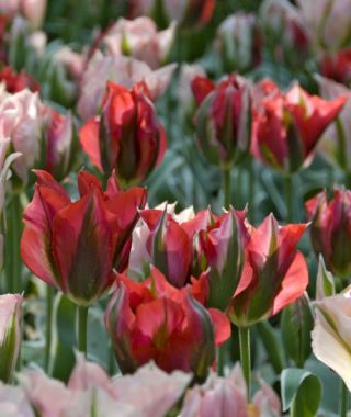 Tulip Esperanto