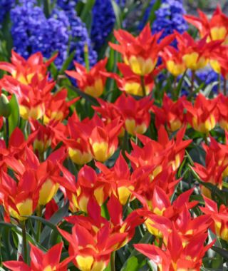 Tulip Flames Mystery