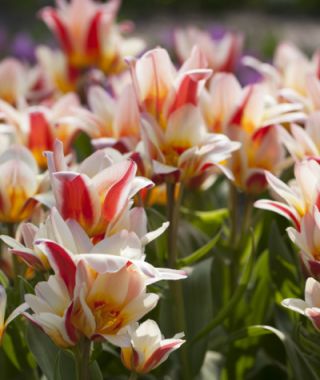 Tulip Floresta
