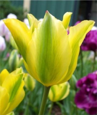 Tulip Formosa