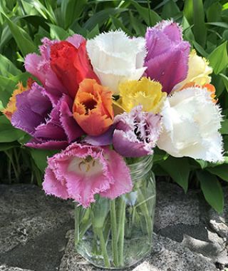 The Fringed Tulip Mixture 