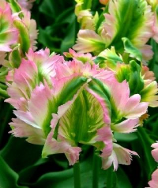 Tulip Green Wave