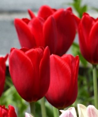 Tulip Kingsblood