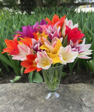 The Lily Flowering Tulip Mix