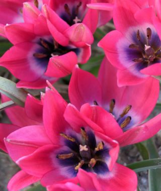 Tulipa Little Beauty