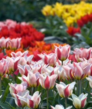 Greigii Tulip Mary Ann