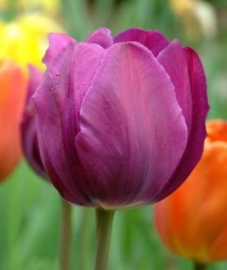 Tulip Negrita