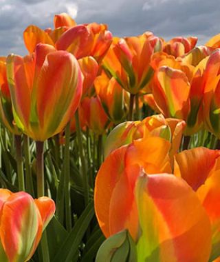 Tulip Orange Marmalade 