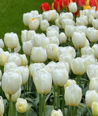 Tulip Pays Bas