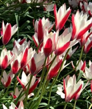 Tulipa clusiana Peppermint Stick