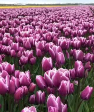 Multi-Flowering Tulip Purple Elegance