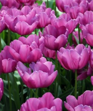 Tulip Purple Prince