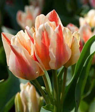 Tulip Quebec