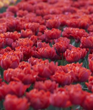 Tulip Red Princess 