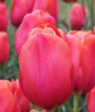 Tulip Renown