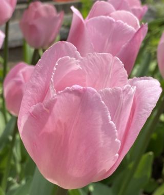 Triumph Tulip Rosalie