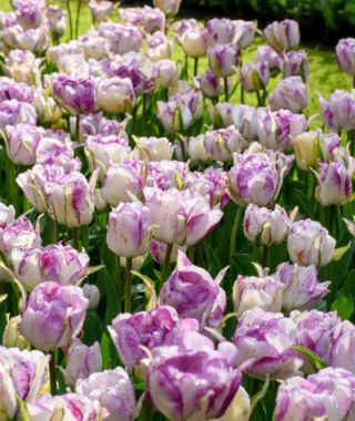 Peony Flowering Tulip Shirley Double