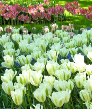 Green Tulip Spring Green