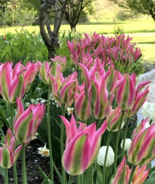 Lily Flowering Tulip Virichic