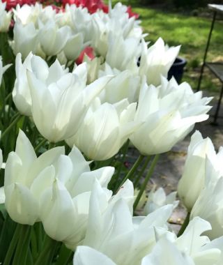 Lily Flowering Tulip White Triumphator