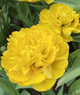 Peony Flowering Tulip Yellow Pomponette