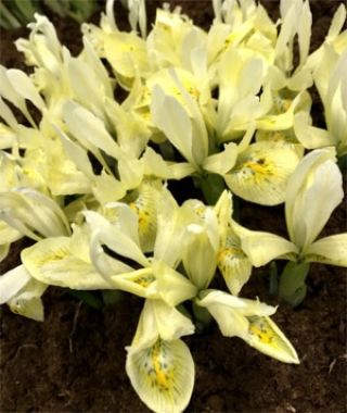 Iris histrioides Katharine's Gold