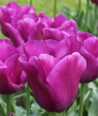 Tulip Passionale
