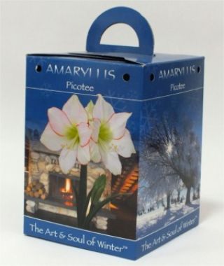 Amaryllis Picotee Gift Box