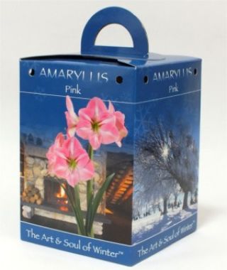 Pink Amaryllis Gift Box
