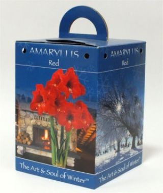 Red Amaryllis Gift Box